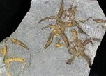 Ordovician Aged Brittle Star (Ophiura) Cluster #28094-1